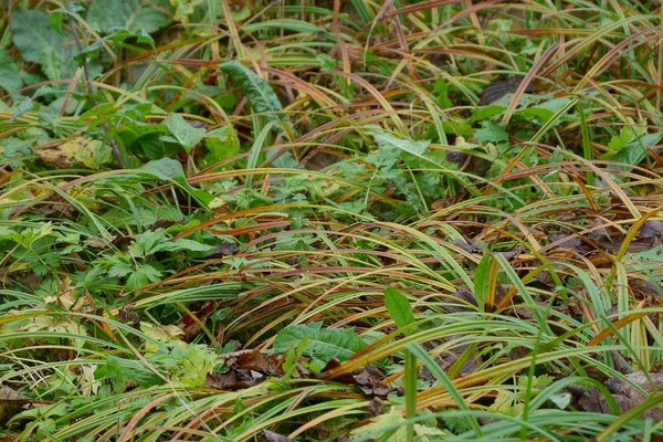 Натуральная Растительная Текстура Зеленой Коричневой Длинной Травы — стоковое фото