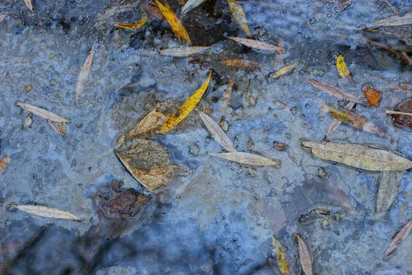 Ölfleck Auf Dem Wasser Des Reservoirs Mit Abgefallenen Blättern — Stockfoto