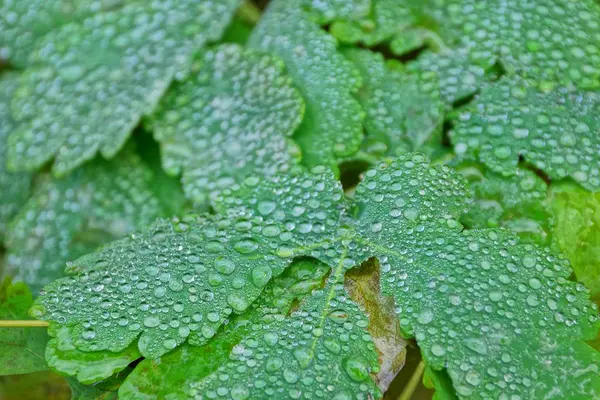 Texture Naturale Foglie Verdi Gocce Acqua — Foto Stock