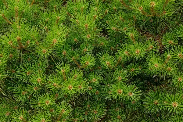 Ljus Grön Bakgrund Från Den Dekorativa Barrträd Lop Sen Träd — Stockfoto