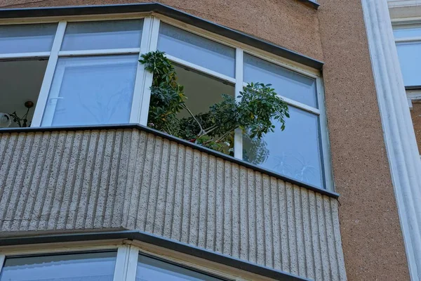 Brązowy Balkonem Oddział Ozdobny Roślina Zielony Otwartym Oknie — Zdjęcie stockowe