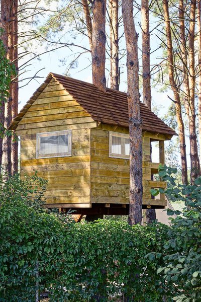 Деревянный дом на соснах в лесу
