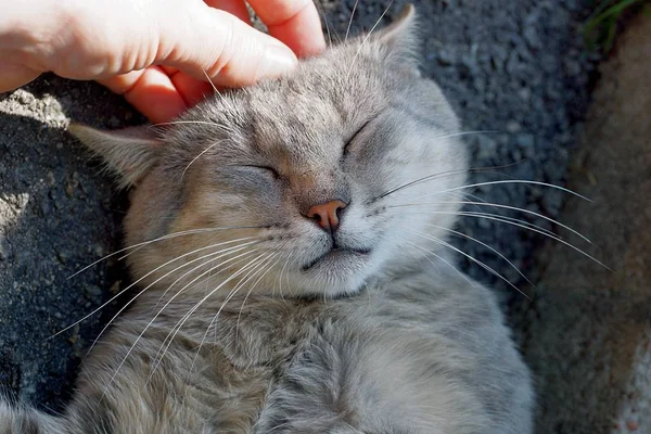 Palce Głaskanie Głowy Szary Kot Piękny — Zdjęcie stockowe