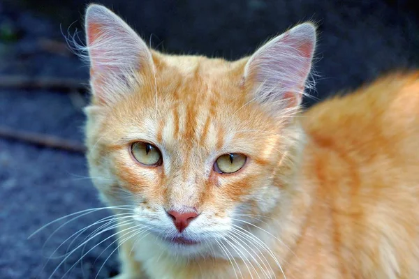 Part Big Beautiful Cat Head Looking Side — Stock Photo, Image