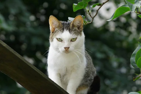 Grau Weiße Katze Steht Auf Einem Brett Der Nähe Eines — Stockfoto