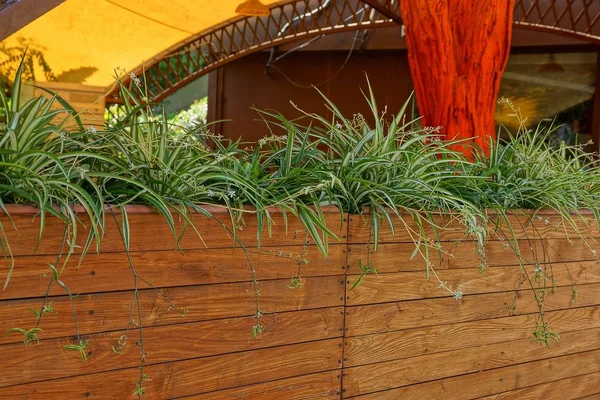 Braune Holzkiste Mit Planken Mit Dekorativen Pflanzen Auf Der Straße — Stockfoto