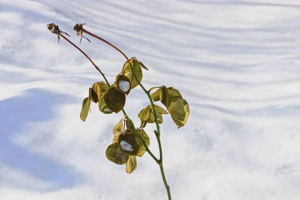 Deux Roses Fanées Dans Neige Blanche Dans Nature — Photo