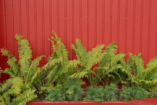 Parte Uma Cerca Vermelha Com Folhas Verdes Feto Plantas Ornamentais — Fotografia de Stock