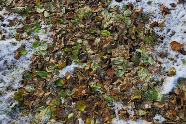 Fond Naturel Feuilles Mortes Colorées Dans Neige Glace — Photo