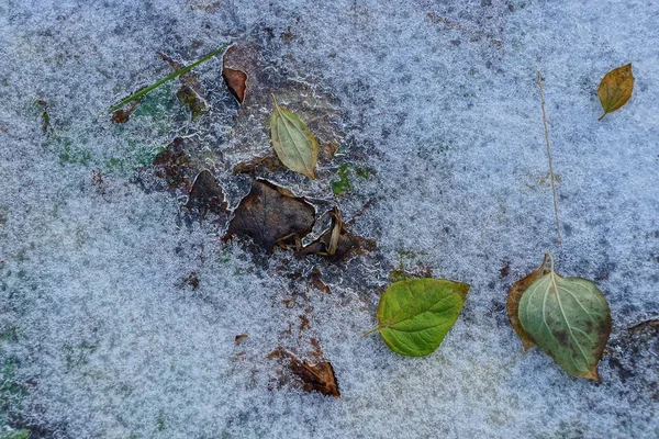 Texture Naturelle Des Feuilles Tombées Dans Neige Glace — Photo