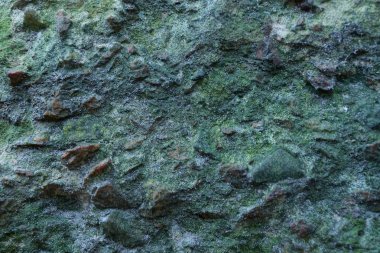 taş gri beton yeşil duvar dokusu