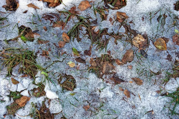Textura Hojas Caídas Nieve Hielo — Foto de Stock