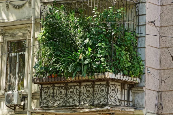 Vieux Balcon Gris Envahi Par Végétation Ornementale Verte Dans Des — Photo