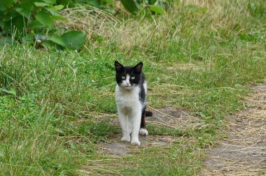 Güzel büyük Benekli kedi ayakta çim 