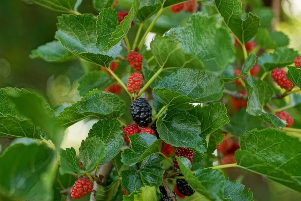 Černá Červená Mulberry Bobule Mezi Zelenými Listy — Stock fotografie