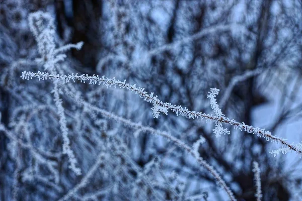 Ramo Sottile Una Pianta Coperta Gelo All Aria Aperta — Foto Stock