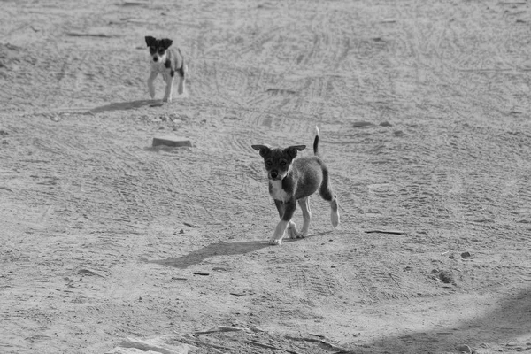 Pequeños Cachorros Corriendo Camino — Foto de Stock