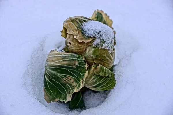 Tête Verte Chou Dans Neige — Photo