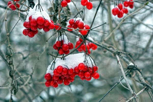 Klynger Rød Viburnum Gren Snøen – stockfoto