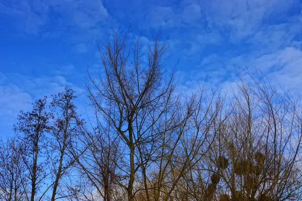 Сухие Ветви Деревьев Против Неба Облаков — стоковое фото