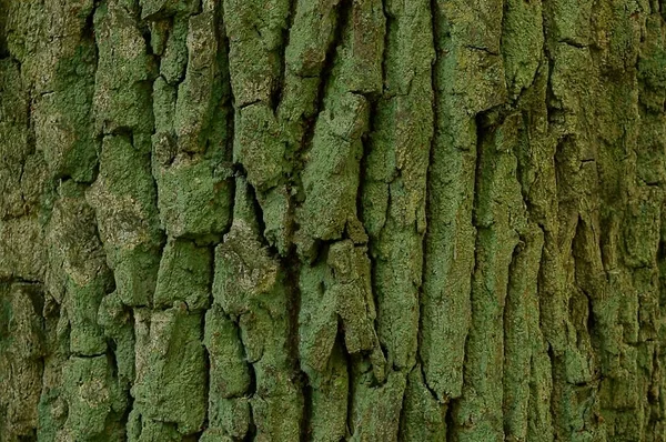 树树皮上绿色苔藓的自然营养背景 — 图库照片