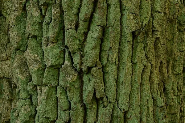 Natürlicher Vegetativer Hintergrund Von Grünem Moos Auf Der Rinde Eines — Stockfoto