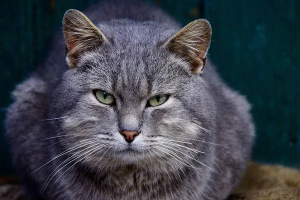 Chat Gris Regarde Couché Sur Asphalte Dans Cour — Photo