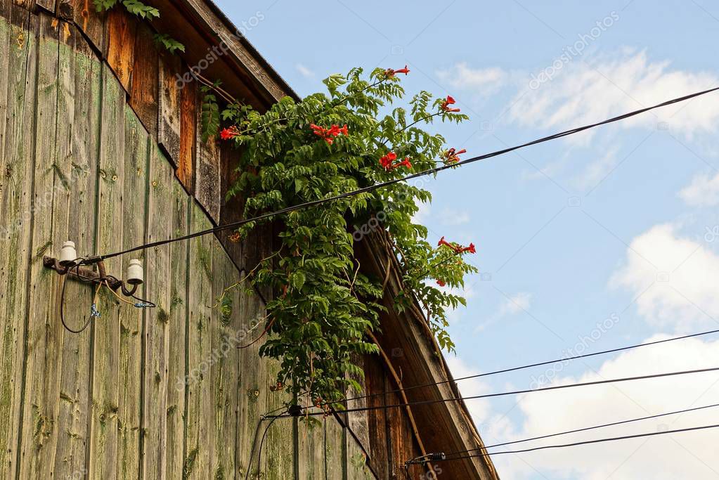 a fragment of a wooden attic with eletric wires overgrown with a plant with flowers