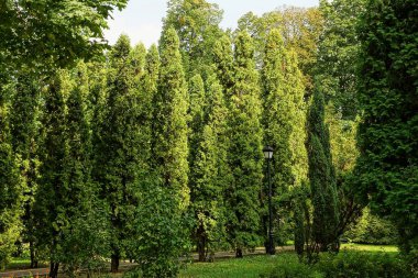 Yeşil dekoratif iğne yapraklı ağaçlar ve Şehir Parkı içinde sokak lambası