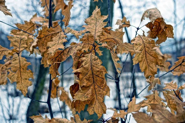 Trockene Braune Eichenblätter Wald — Stockfoto
