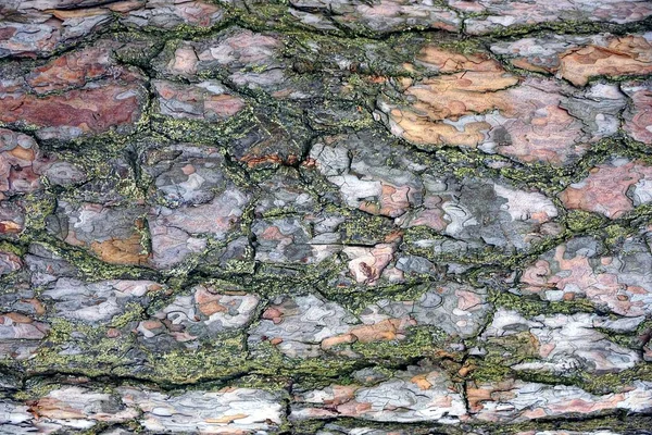Brown Texture Dry Pine Bark Tree — Stock Photo, Image
