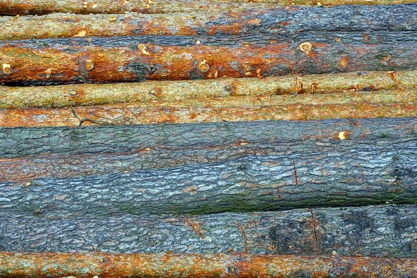 Logs Árvores Armazém — Fotografia de Stock
