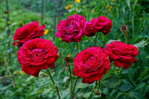 Kwitnienie Czerwonych Róż Zielony Krzew Ogrodzie — Zdjęcie stockowe