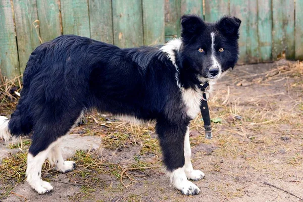 Een Grote Bonte Hond Met Een Kraag Staat Tuin Buurt — Stockfoto