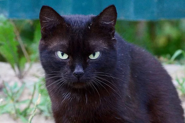 Beau Chat Noir Aux Yeux Verts Dans Rue — Photo