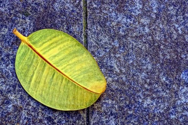 Una Gran Hoja Caída Yace Sobre Pavimento Piedra — Foto de Stock