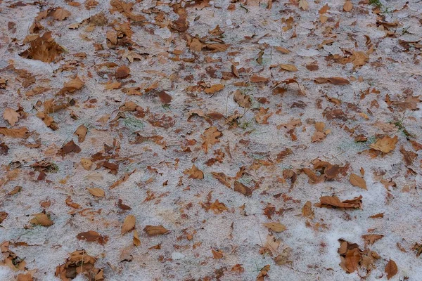 Texture Naturelle Feuilles Sèches Brunes Tombées Dans Neige Blanche Dans — Photo