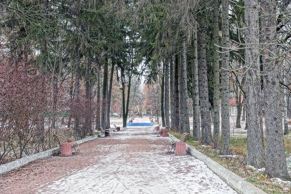 Beco Com Bancos Parque Neve Uma Fileira Abetos Altos — Fotografia de Stock