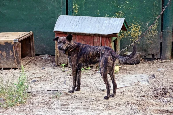 Seekor Anjing Kurus Pada Rantai Dekat Bilik Suara Dinding — Stok Foto