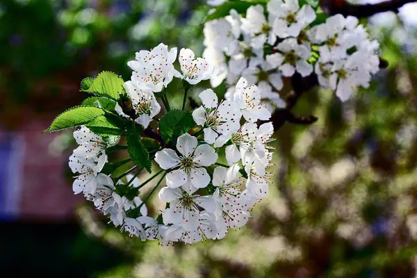 White Small Flowers Branch Leaves Tree Spring Garden — Stock Photo, Image