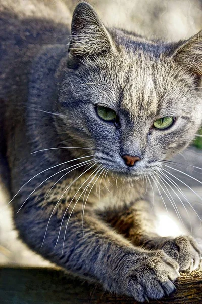 Chat Gris Aiguisant Ses Griffes Sur Les Pieds — Photo