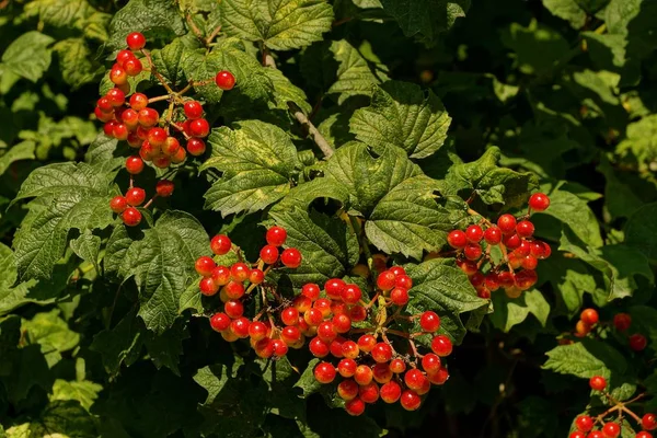 Vörös Érett Kis Viburnum Bogyók Kerti Lomb Között — Stock Fotó