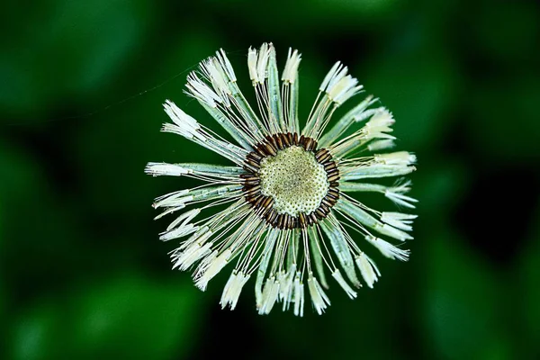 Dandelion Białego Tle Zielonej Roślinności — Zdjęcie stockowe