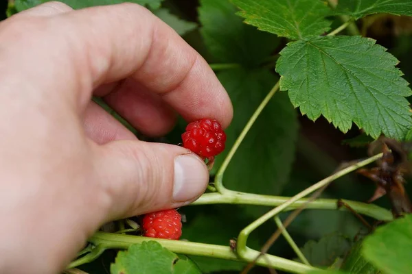 Baya Roja Madura Frambuesas Mano Rama Arbusto Con Hojas Verdes — Foto de Stock