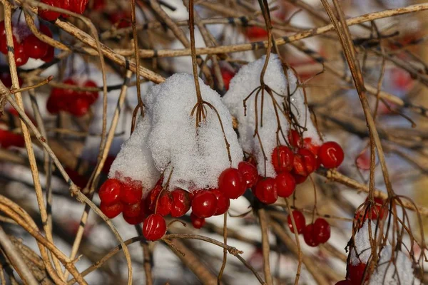 Baies Rouges Viorne Sur Une Branche Dans Neige Blanche Dans — Photo