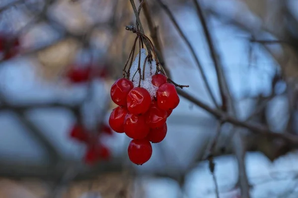 Piros Bogyós Gyümölcsök Viburnum Egy Ágon Fehér — Stock Fotó