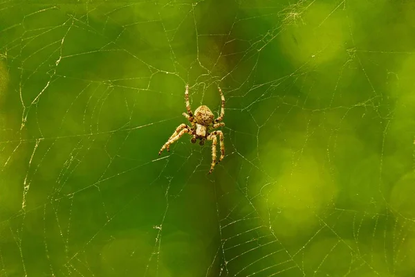 Una Araña Grande Una Tela Sobre Fondo Verde —  Fotos de Stock