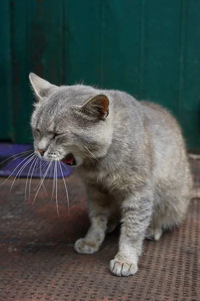 Grigio Gatto Sbadiglia Seduto Vicino Alla Porta Della Casa — Foto Stock