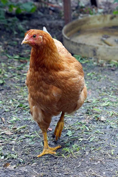 Homemade brown chicken standing on the ground on a farm