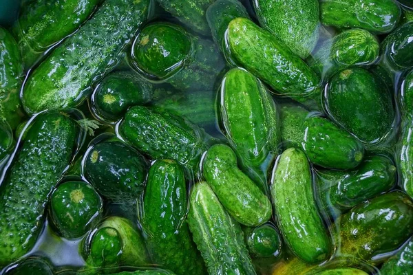 Vegetable Green Background Fresh Green Cucumbers — Stock Photo, Image